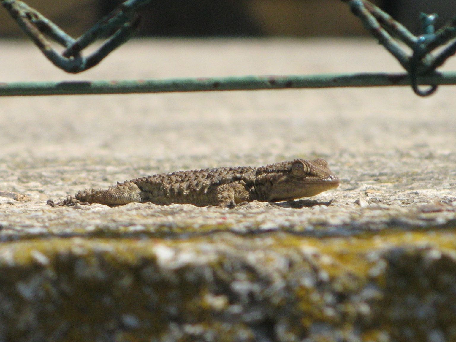 Tarentola mauritanica ???
